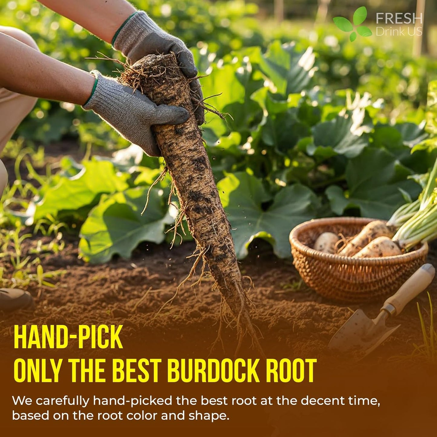 Premium 75 Burdock Root Tea Bags
