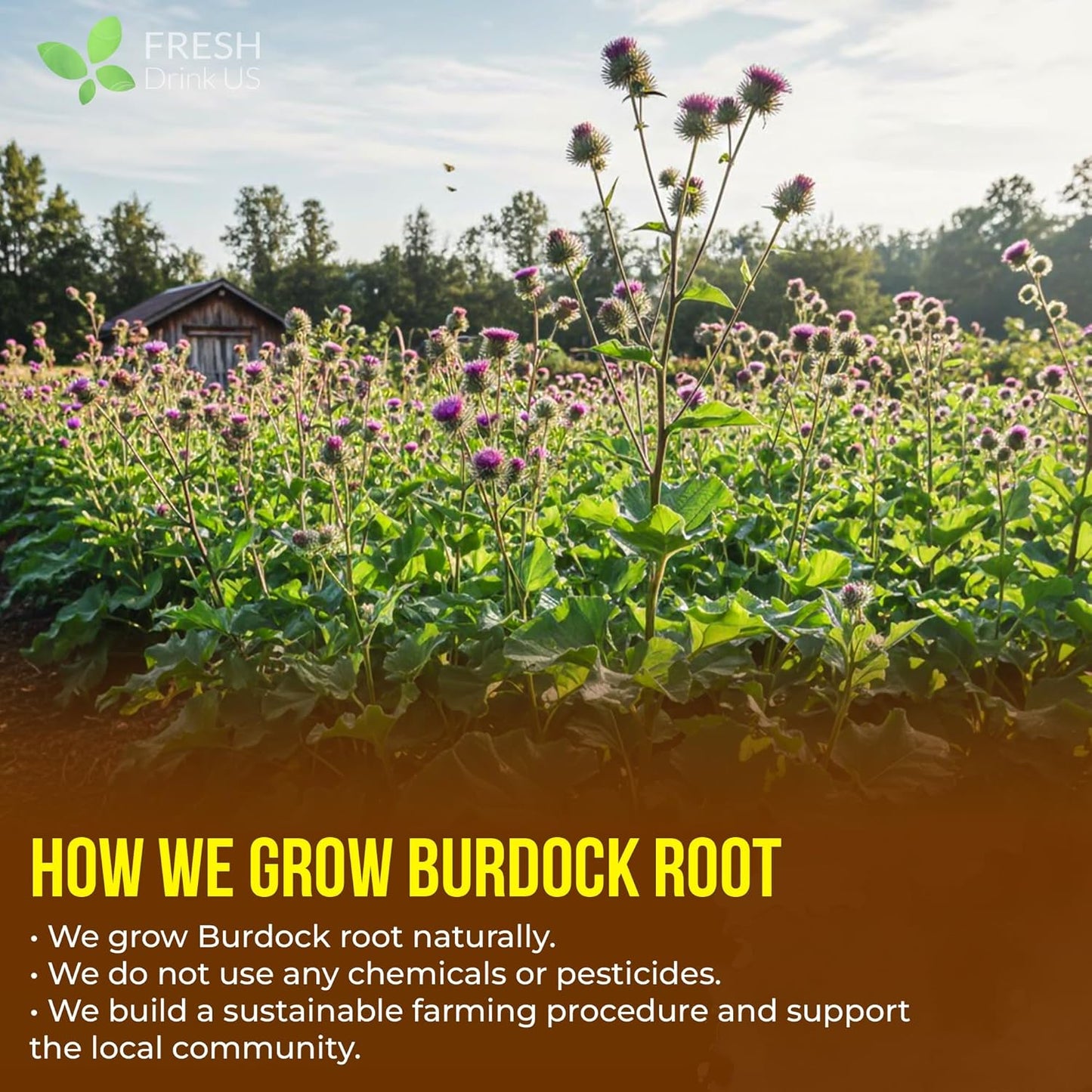 Premium 75 Burdock Root Tea Bags