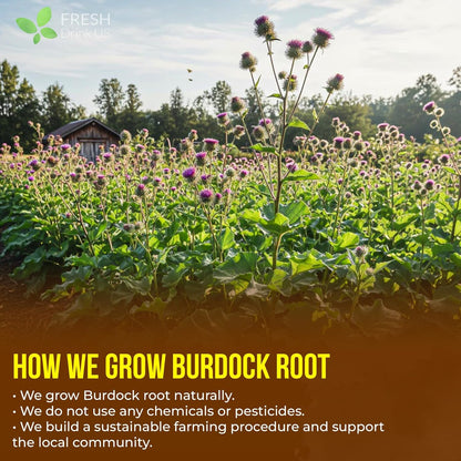 Premium 75 Burdock Root Tea Bags